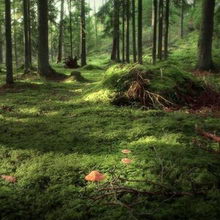 Адские духи лесной поляны